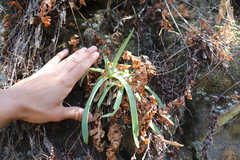 Dudleya lanceolata