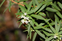 Leucopogon affinis