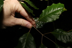 Canarium australasicum