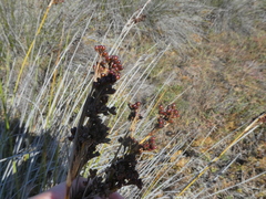 Juncus acutus leopoldii