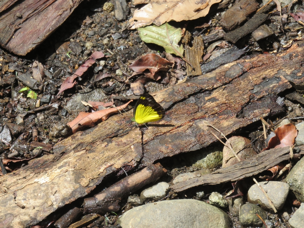 Cepora boisduvaliana