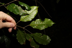 Canarium australasicum