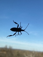 Leptoglossus corculus