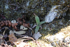 Dudleya lanceolata