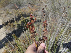 Juncus acutus leopoldii