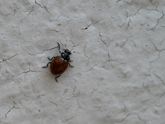 Cycloneda emarginata