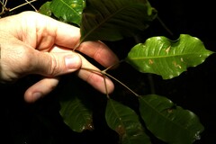 Canarium australasicum