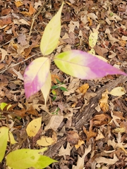Callicarpa americana