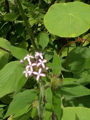 Crusea hispida