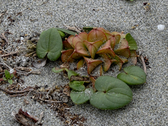 Dioscorea fastigiata