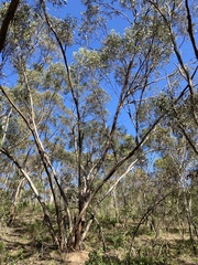 Eucalyptus odorata