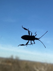 Leptoglossus corculus