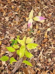 Callicarpa americana