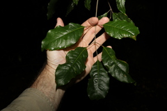 Canarium australasicum