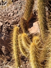 Bergerocactus emoryi