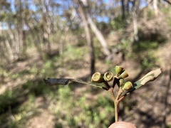 Eucalyptus odorata