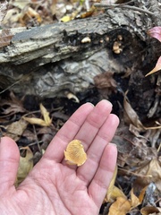 Tapinella panuoides