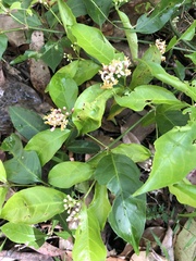 Gynochthodes jasminoides