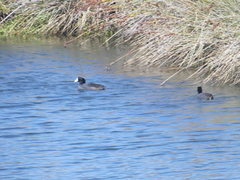 Fulica americana americana
