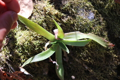 Dudleya lanceolata