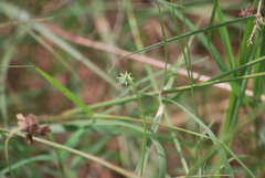 Thelesperma simplicifolium
