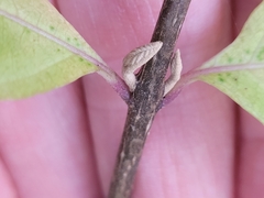Callicarpa americana