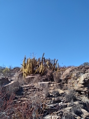 Bergerocactus emoryi