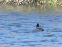 Fulica americana americana