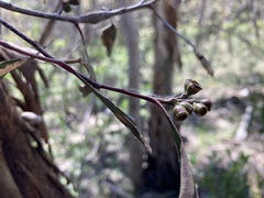 Eucalyptus odorata