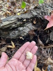 Tapinella panuoides