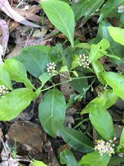 Gynochthodes jasminoides
