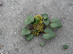 Dioscorea fastigiata