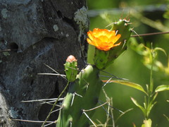 Opuntia elata