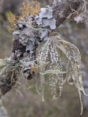 Ramalina celastri