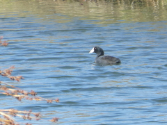 Fulica americana americana