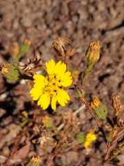 Deinandra paniculata