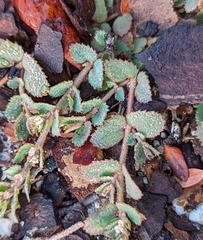Euphorbia thymifolia