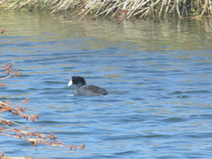 Fulica americana americana
