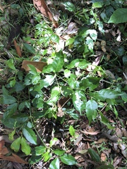 Gynochthodes jasminoides