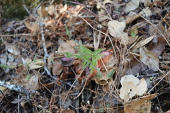 Rafinesquia californica