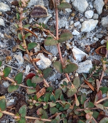 Euphorbia thymifolia