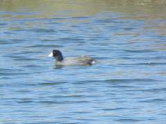 Fulica americana americana
