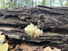 Hericium erinaceus