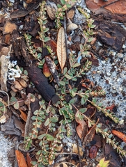 Euphorbia thymifolia