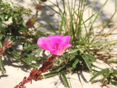 Portulaca pilosa