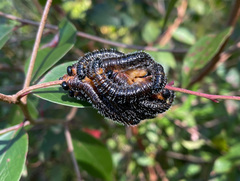 Perga dorsalis