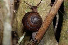 Sphaerospira fraseri