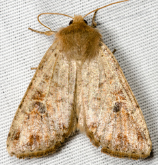 Orthosia rubescens
