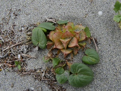 Dioscorea fastigiata