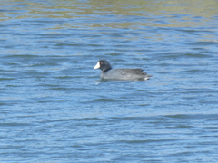 Fulica americana americana